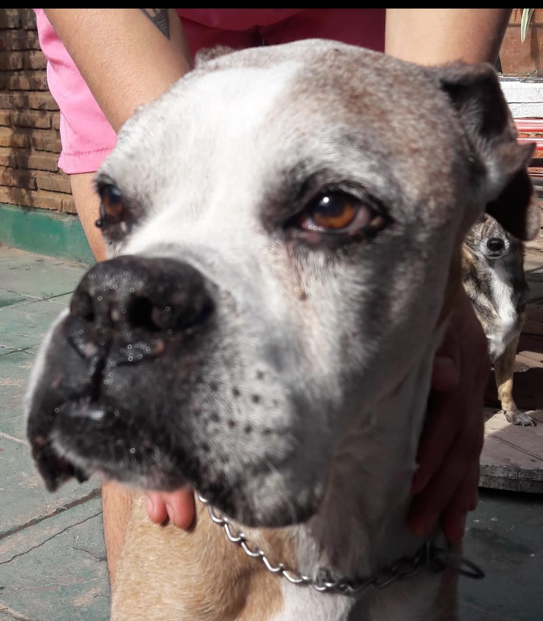 Lee más sobre el artículo Bacco