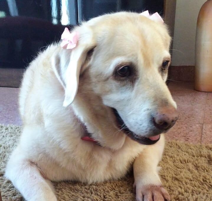 Lee más sobre el artículo Fiona