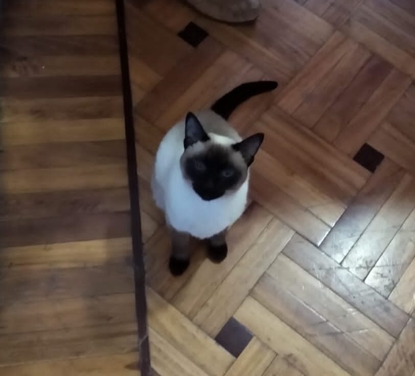 Lee más sobre el artículo Panchita