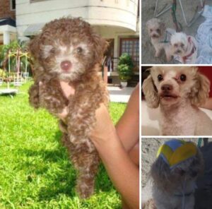 Lee más sobre el artículo Camilo