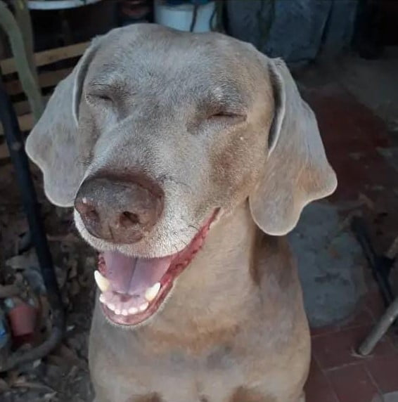 Lee más sobre el artículo Fido