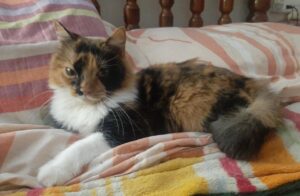 Lee más sobre el artículo Maish