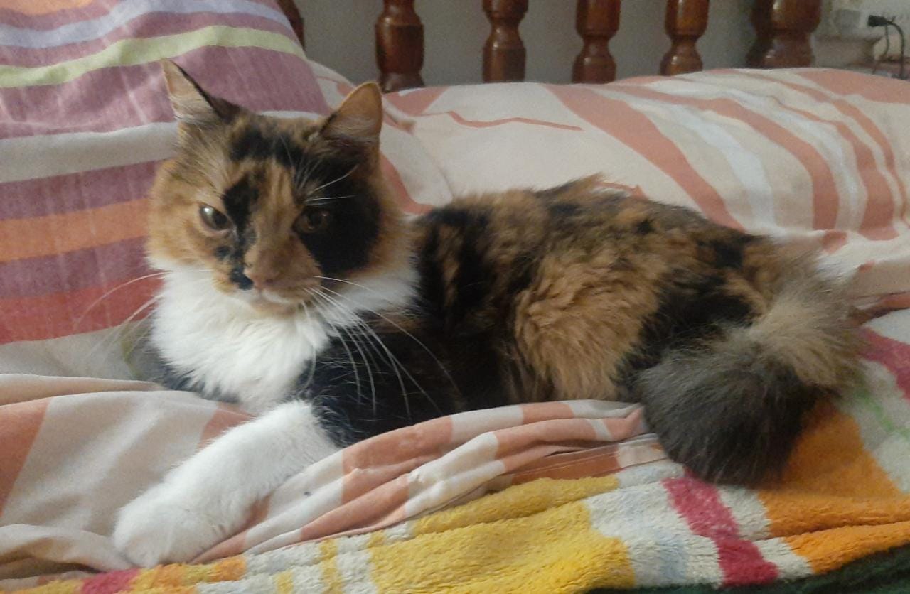 Lee más sobre el artículo Maish