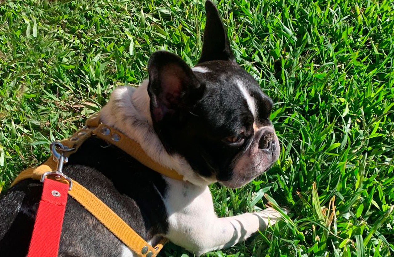 Lee más sobre el artículo Apolo