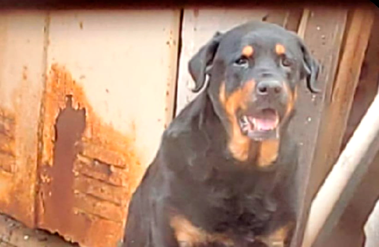 Lee más sobre el artículo Koba