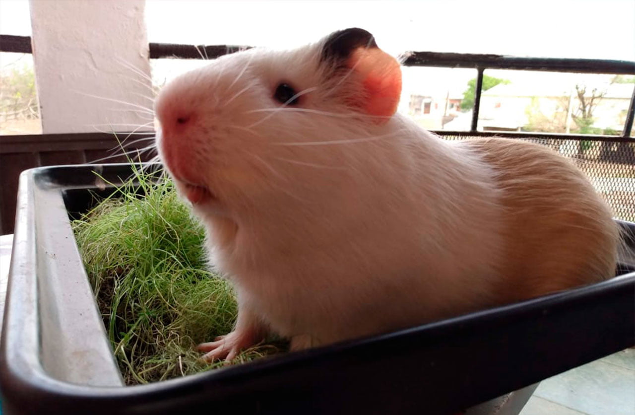 Lee más sobre el artículo Limón