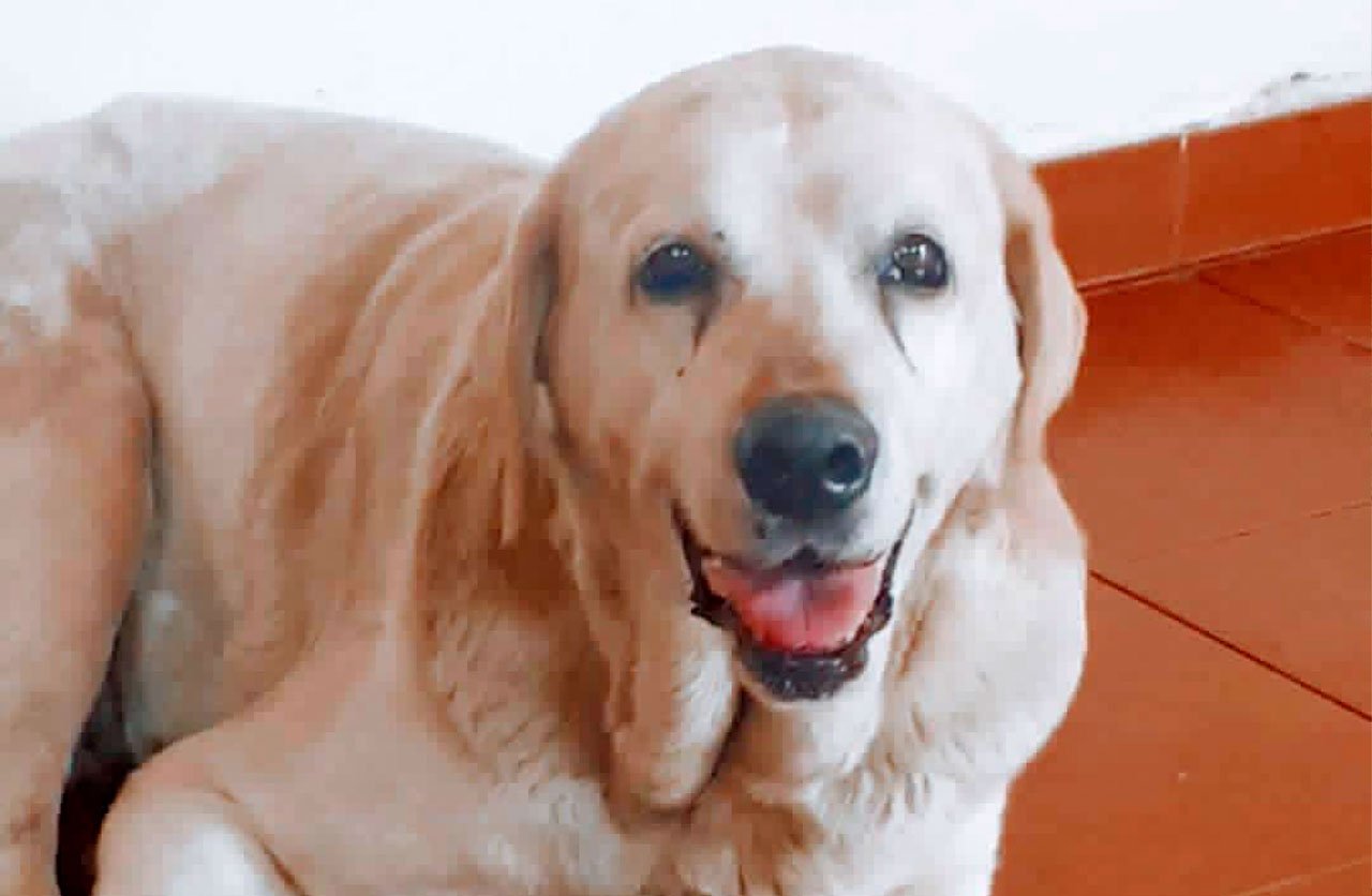 Lee más sobre el artículo Vecky