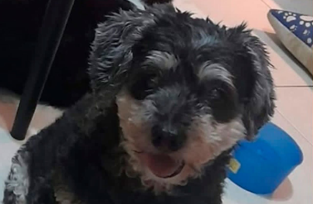 Lee más sobre el artículo Carboncito