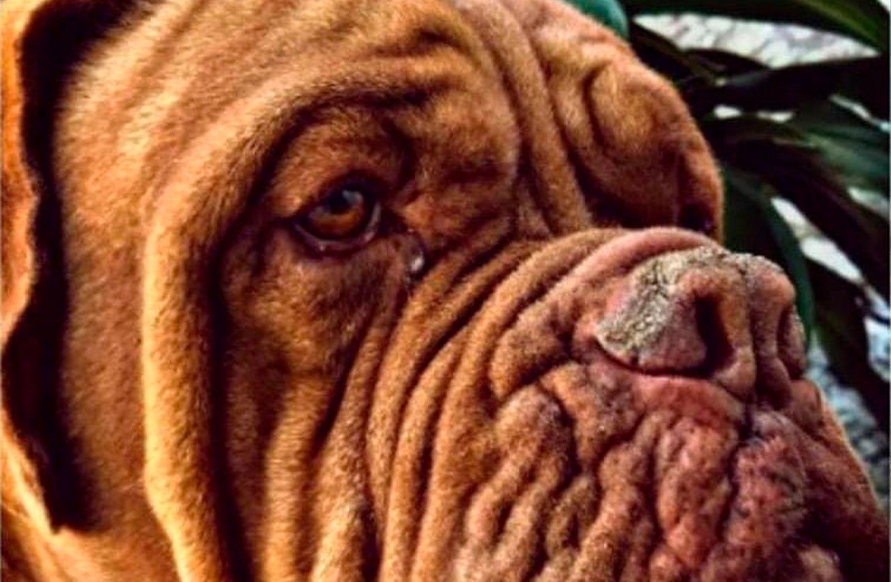 Lee más sobre el artículo Kupi