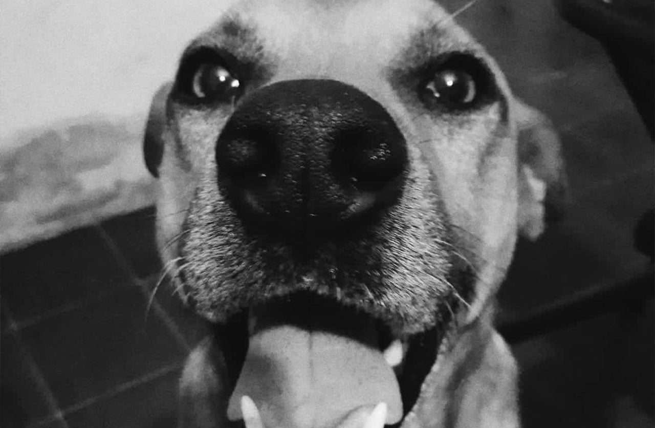 Lee más sobre el artículo Thor