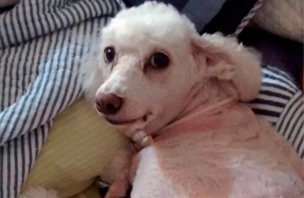 Lee más sobre el artículo Gaia