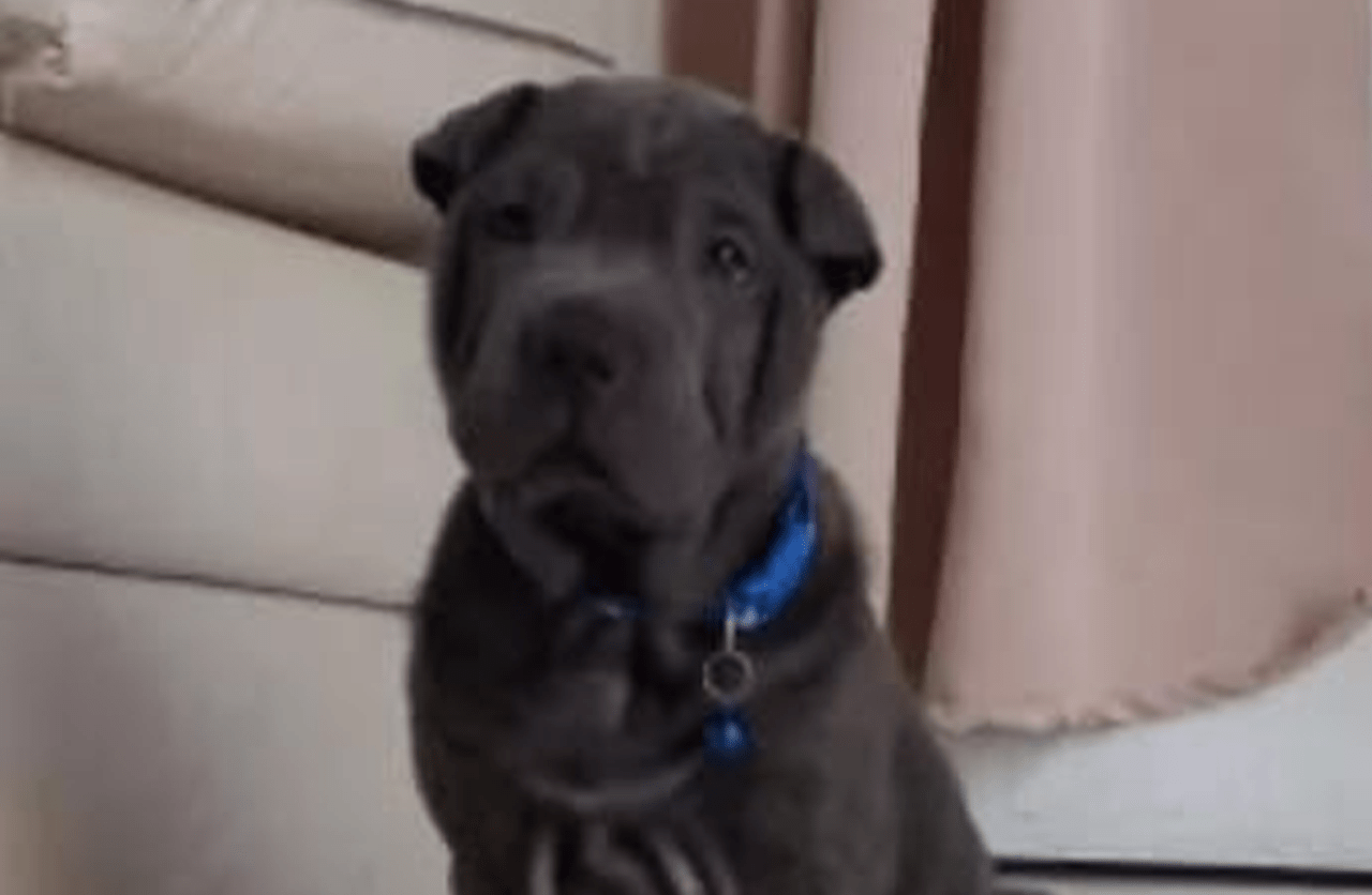 Lee más sobre el artículo Nala