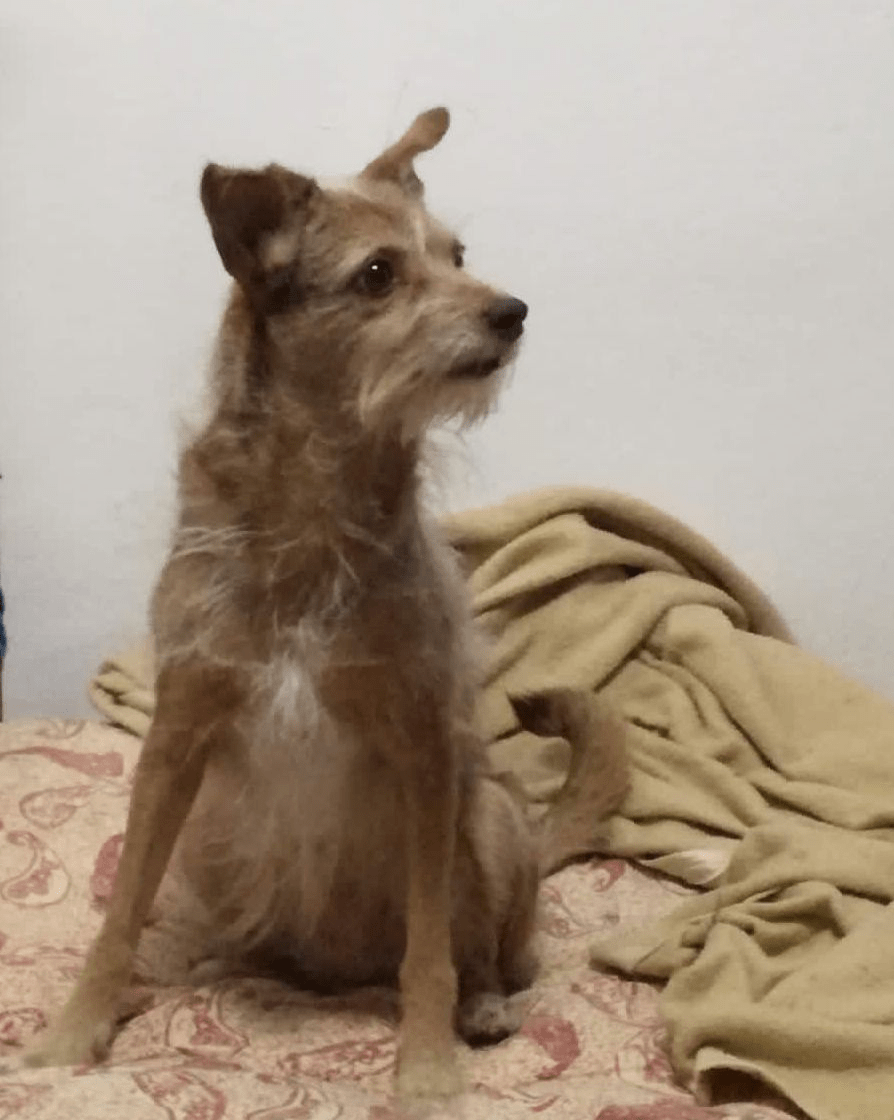 Lee más sobre el artículo Mini