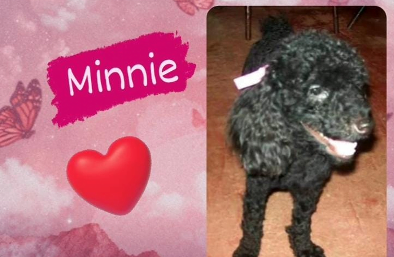 Lee más sobre el artículo Minnie