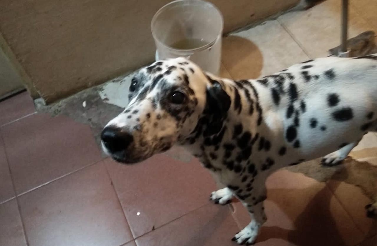 Lee más sobre el artículo Flaca