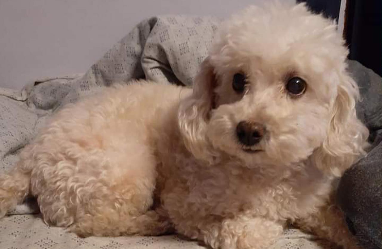 Lee más sobre el artículo Pelu