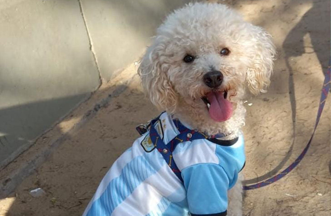 Lee más sobre el artículo Siro