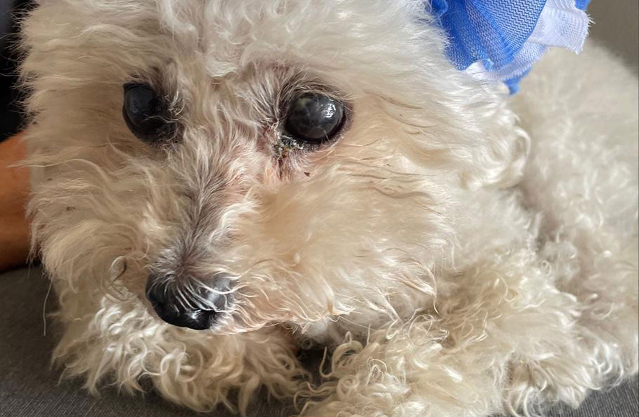 Lee más sobre el artículo Mia