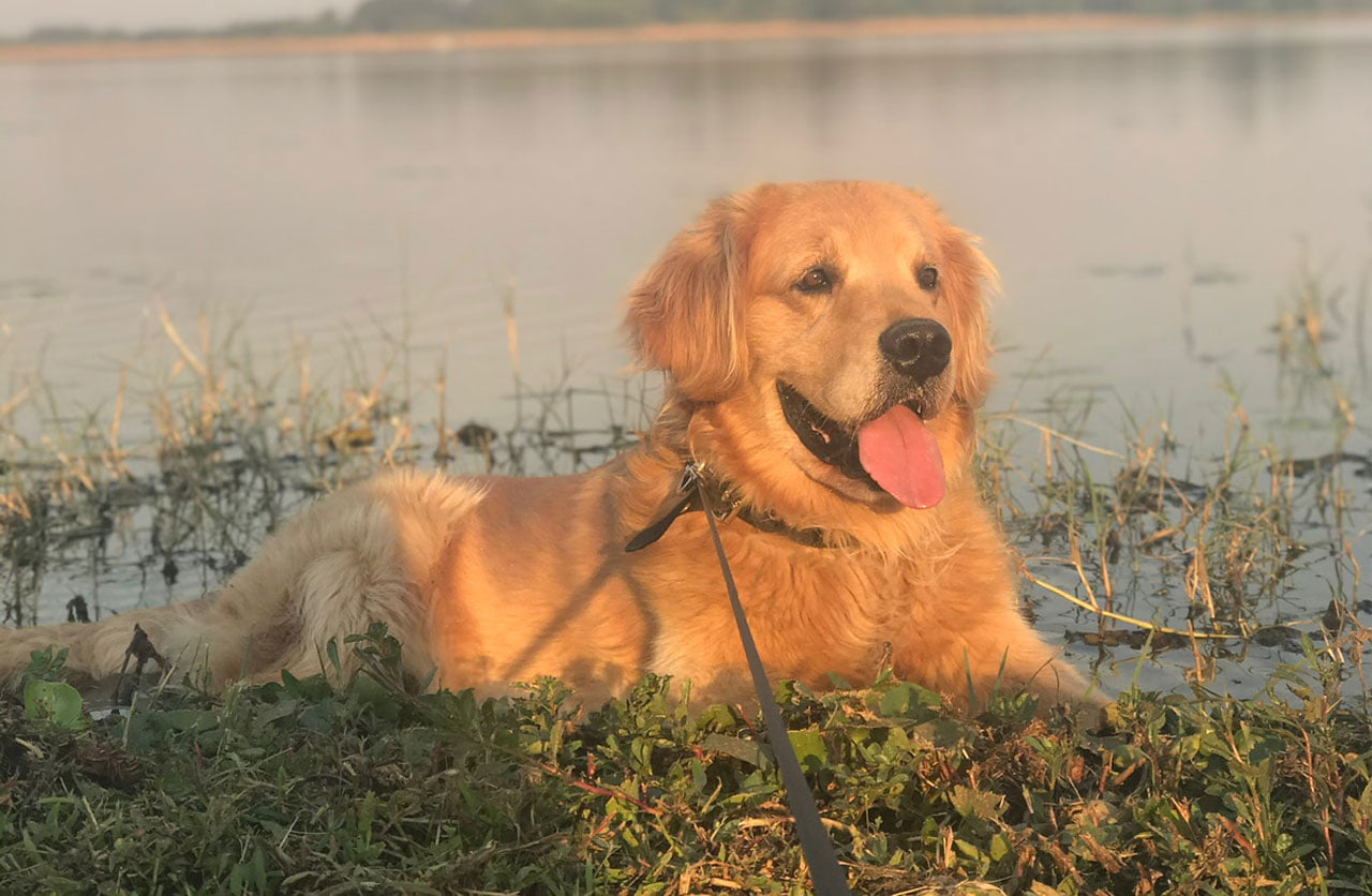 Lee más sobre el artículo Oso