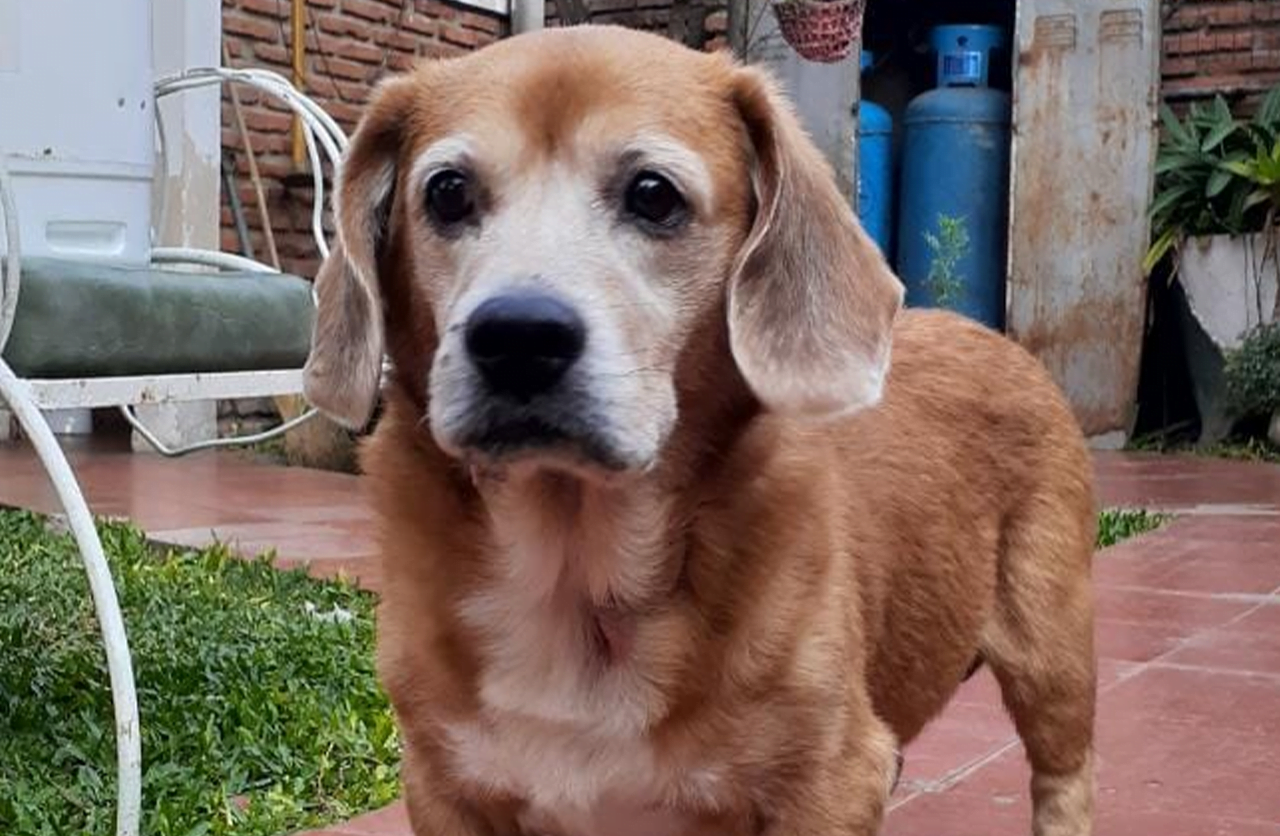 Lee más sobre el artículo Paco