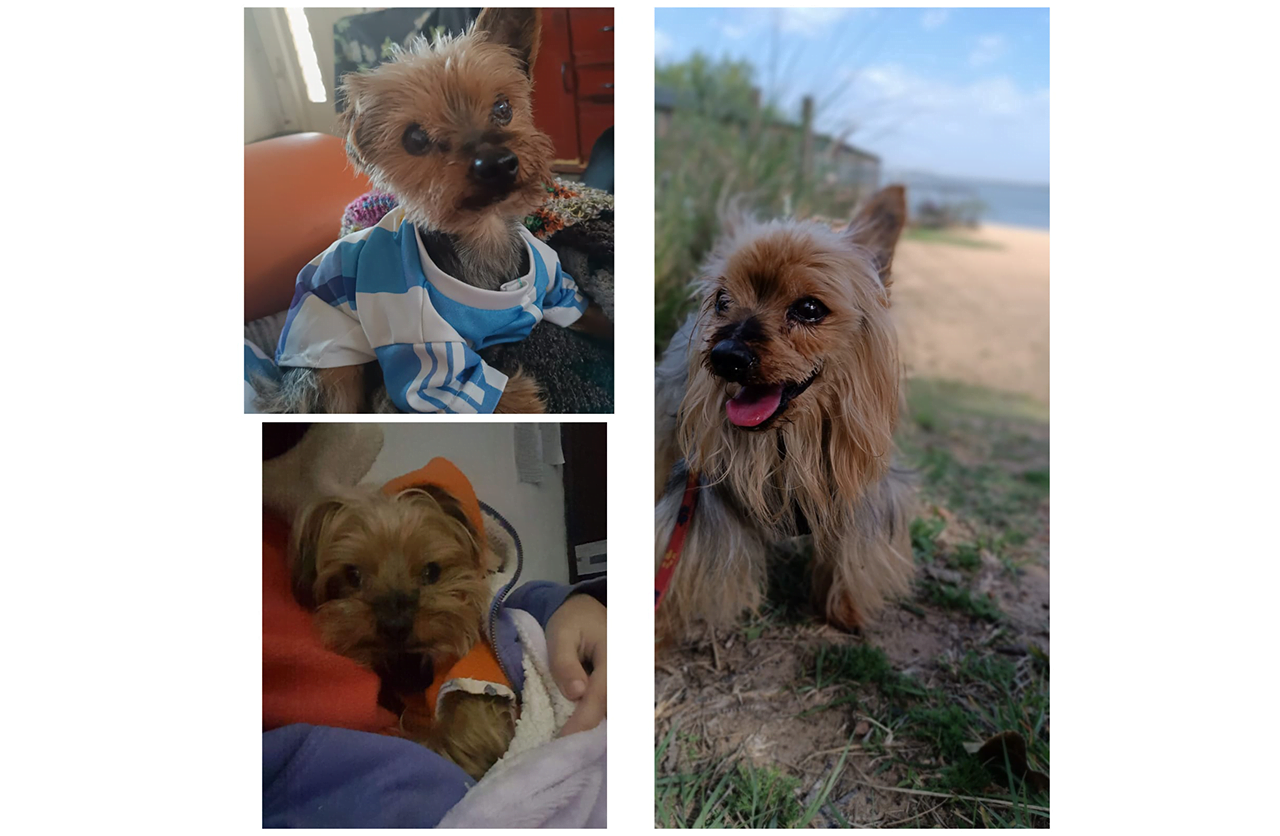 Lee más sobre el artículo Bunny