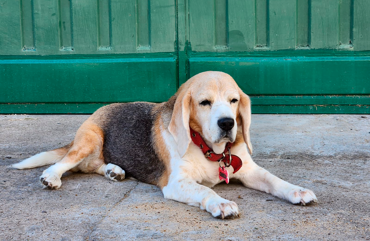 En este momento estás viendo Chabela