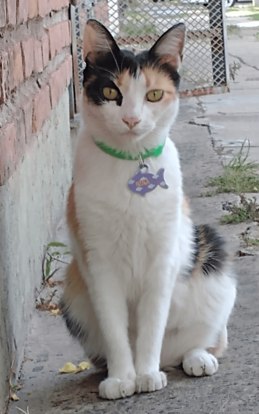 Lee más sobre el artículo Nina amada