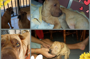 Lee más sobre el artículo MIA SEQUEIRA SUNDBERG