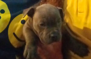 Lee más sobre el artículo Atenea