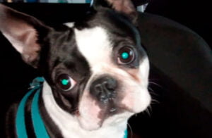 Lee más sobre el artículo Lucca