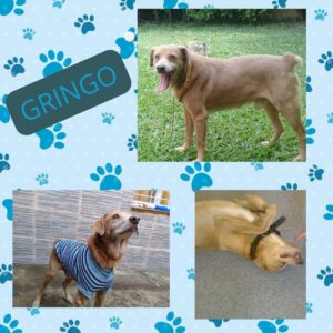 Lee más sobre el artículo Gringo