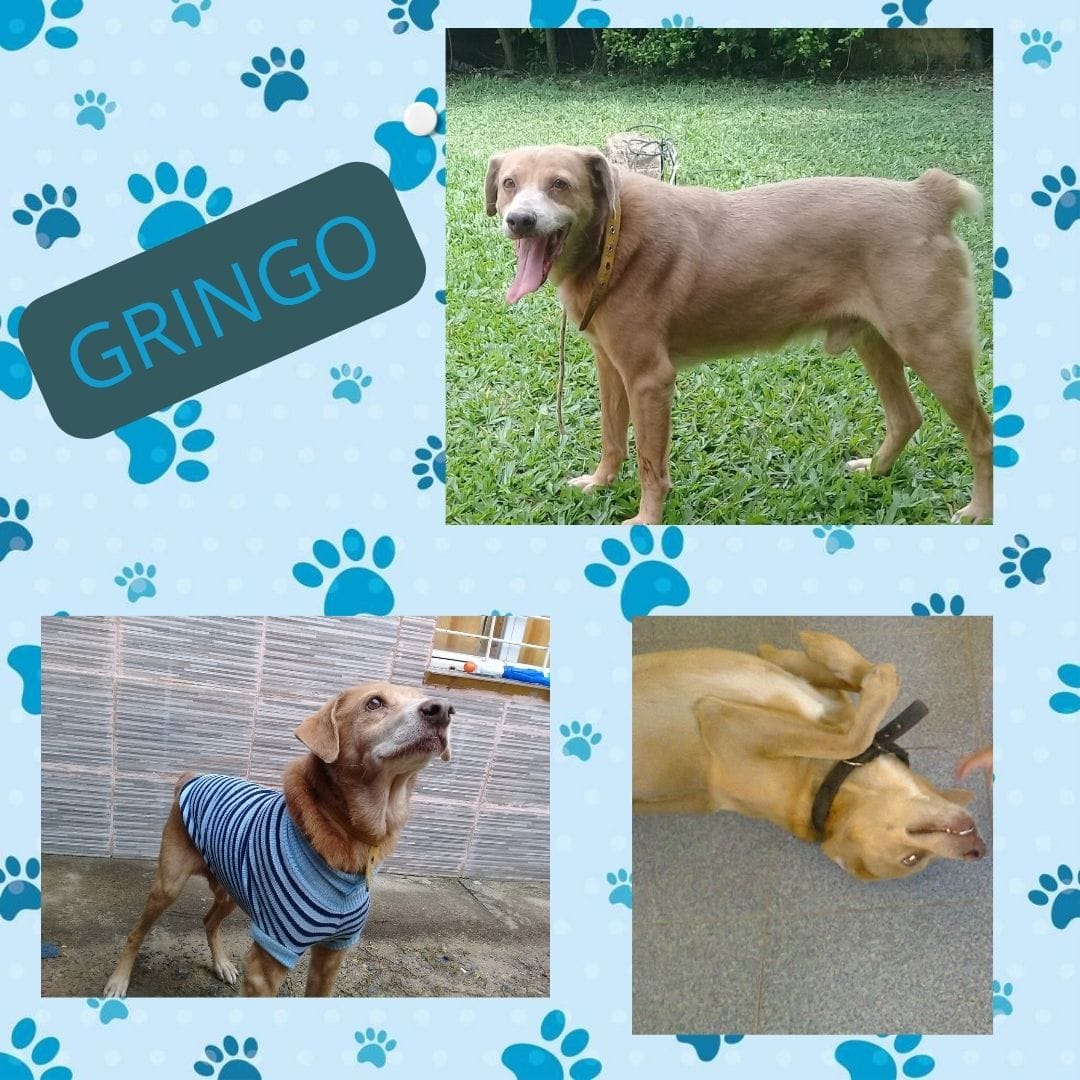 En este momento estás viendo Gringo