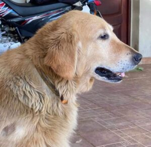 Lee más sobre el artículo Lori