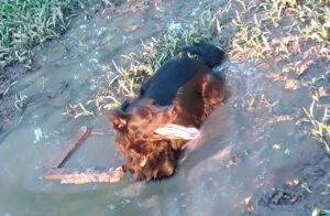 Lee más sobre el artículo Willy