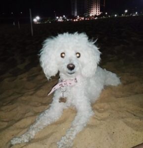 Lee más sobre el artículo Mini Gonzalez