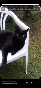 Lee más sobre el artículo Poroto