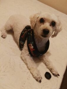 Lee más sobre el artículo AARON