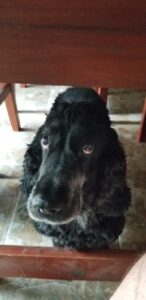 Lee más sobre el artículo Morel