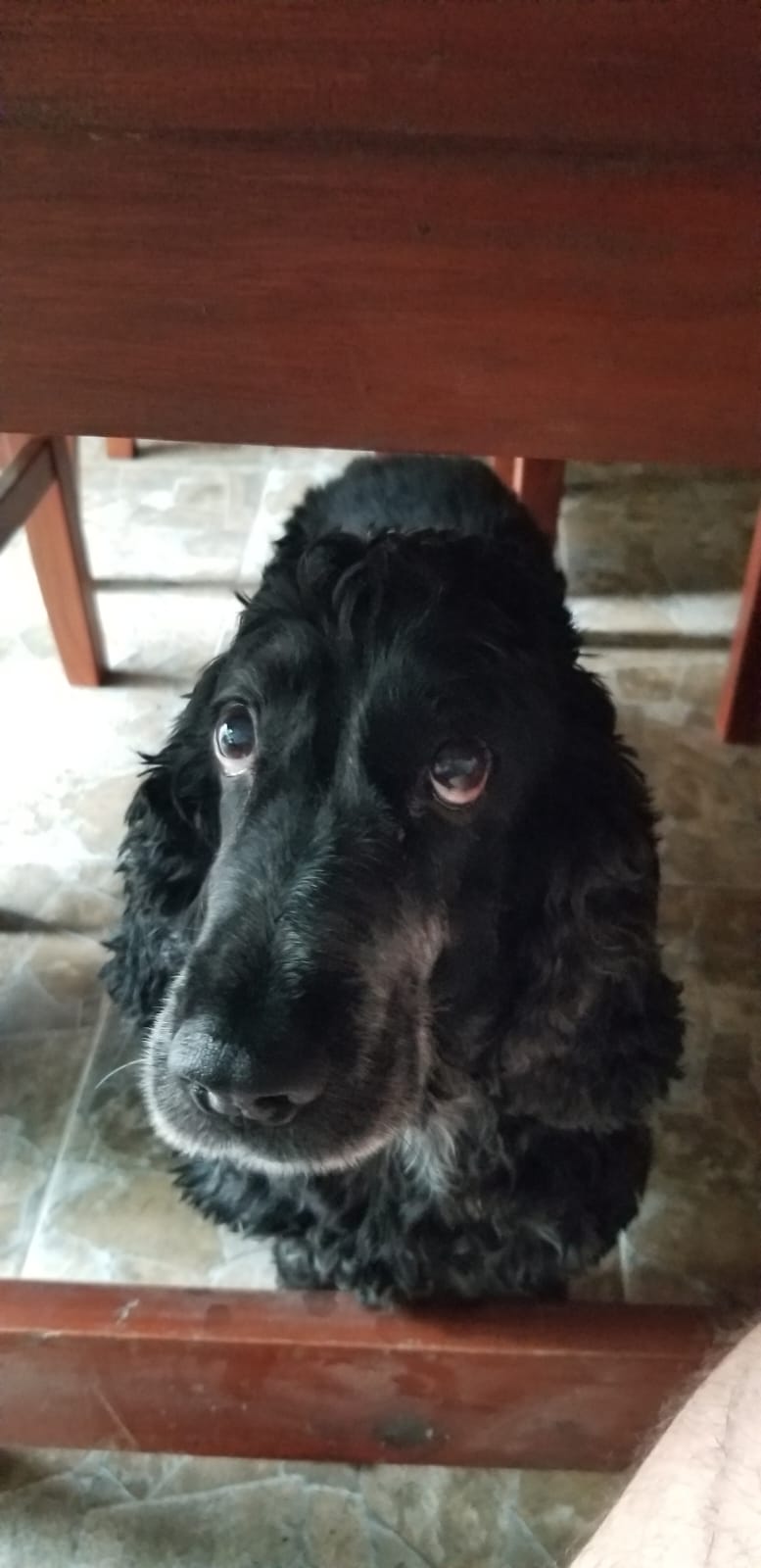 Lee más sobre el artículo Morel