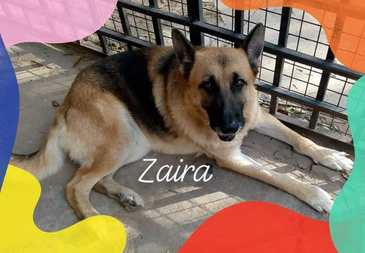 Lee más sobre el artículo Zaira