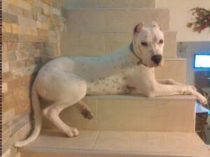 Lee más sobre el artículo Perla