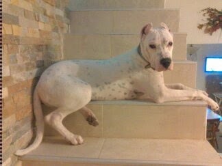 Lee más sobre el artículo Perla