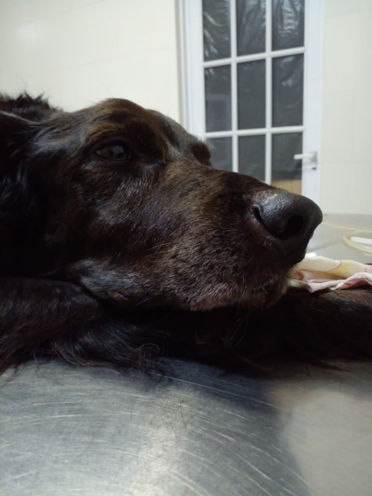 Lee más sobre el artículo Breton