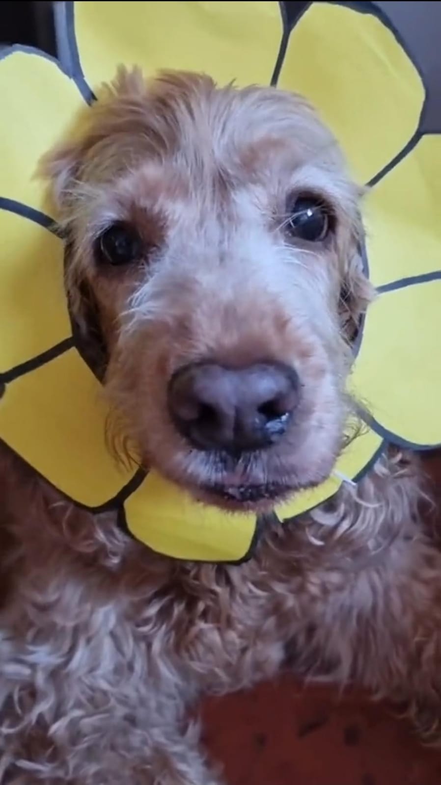 Lee más sobre el artículo Lupita