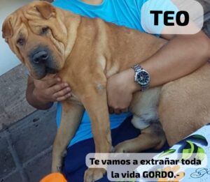 Lee más sobre el artículo Teo