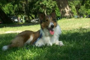 Lee más sobre el artículo Apolo