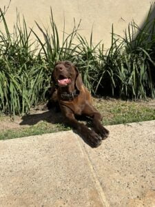 Lee más sobre el artículo Pipa