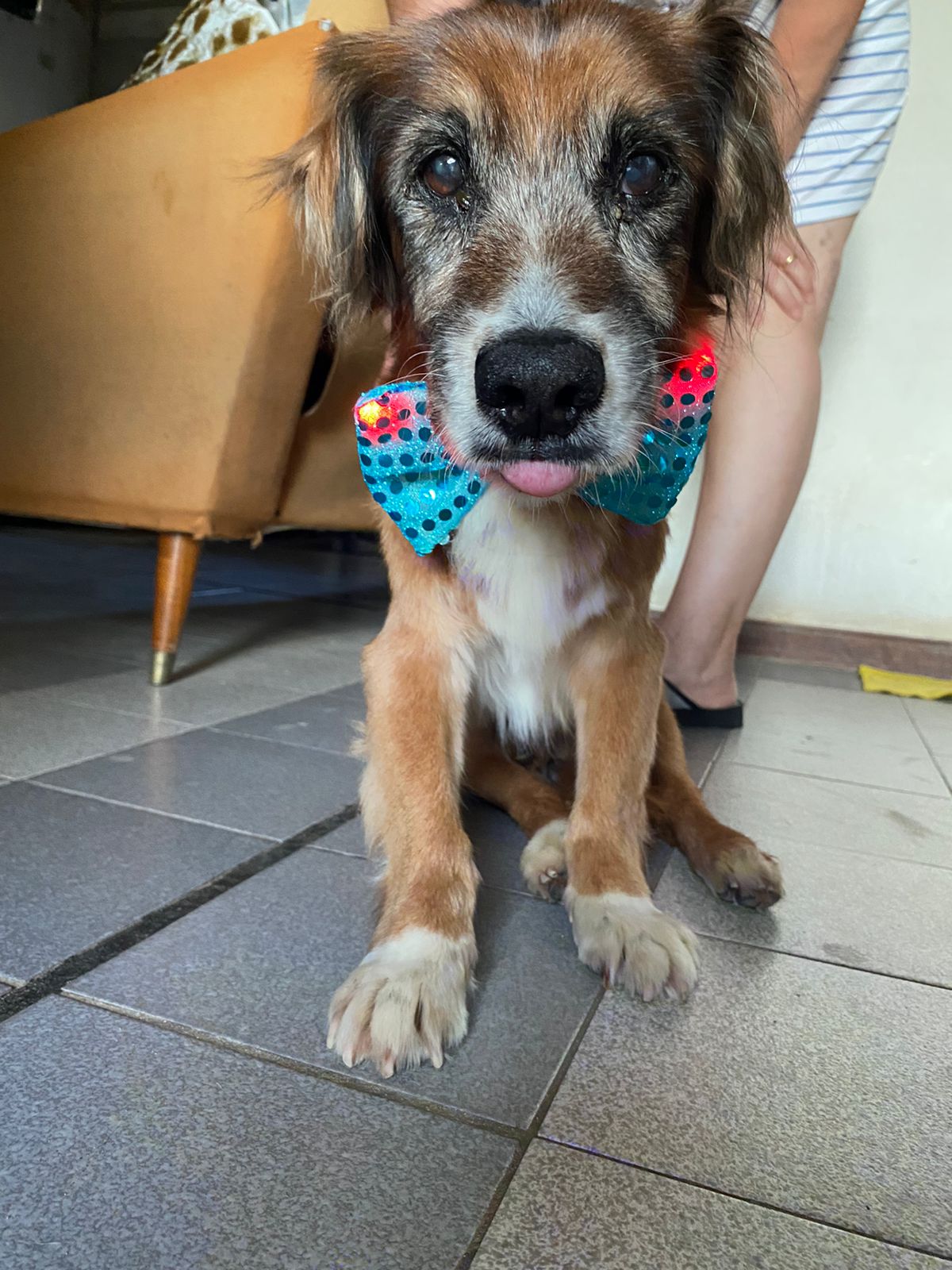 Lee más sobre el artículo Rex