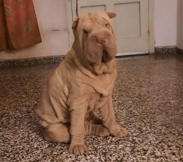 Lee más sobre el artículo Cachete