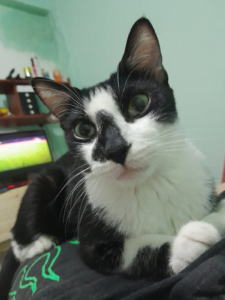 Lee más sobre el artículo Panchi